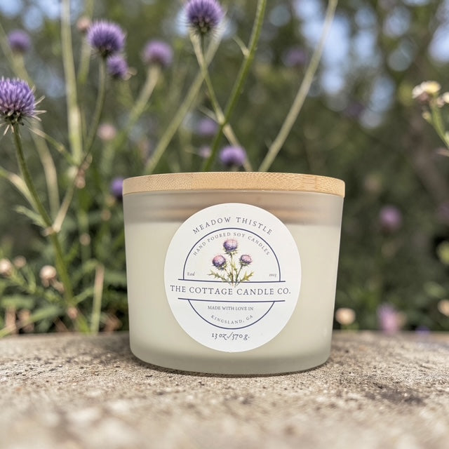 Meadow Thistle