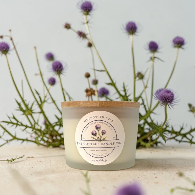 Meadow Thistle